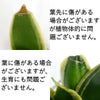 スモールサイズの観葉植物 ゼオライト植え サンスベリア ハニーボニー