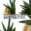 スモールサイズの観葉植物 ゼオライト植え サンスベリア B-3