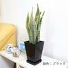 サンスベリア 5号 スクエアプラスチック鉢 「ブラック」