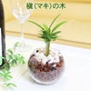 土を使わないで清潔なミニ観葉植物 ハイドロボール植え マキの木