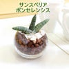 土を使わないで清潔なミニ観葉植物 ハイドロボール植え サンスベリア ボンセレンシス