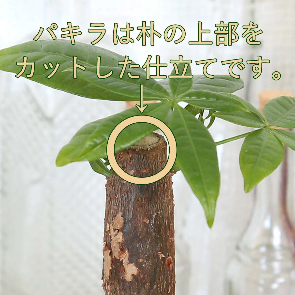 土を使わない観葉植物 ハイドロカルチャー