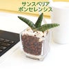 土を使わない観葉植物 ハイドロカルチャー サンスベリア ボンセレンシス