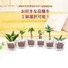 土を使わない観葉植物 キューブ形