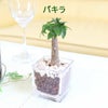 土を使わない観葉植物 キューブ形 パキラ
