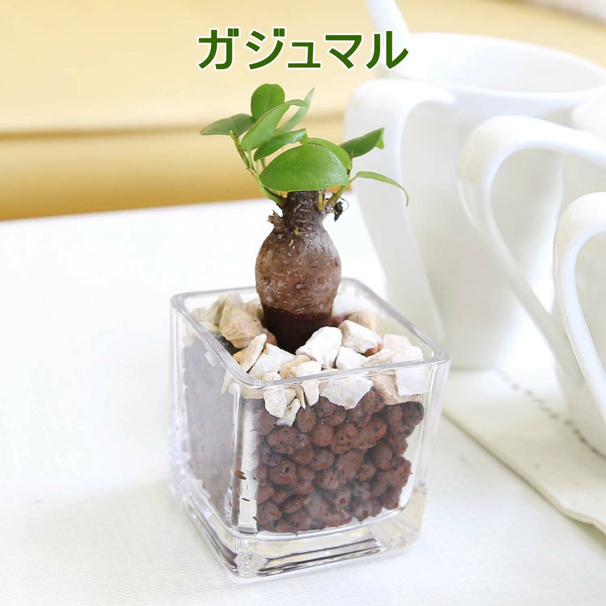 土を使わない観葉植物 キューブ形 ガジュマル