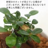 土を使わない観葉植物 キューブ形