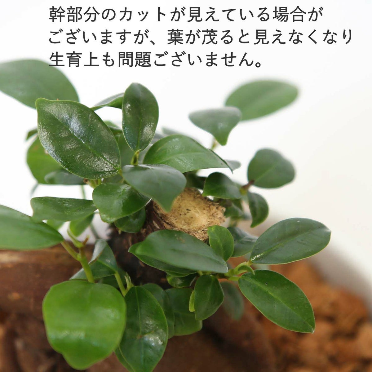 土を使わない観葉植物 キューブ形