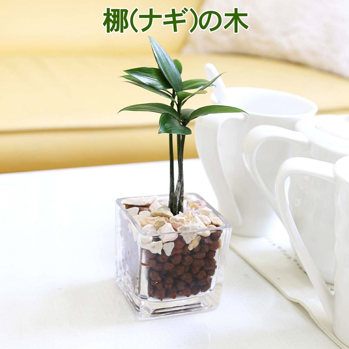 土を使わない観葉植物 キューブ形 ナギの木
