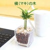土を使わない観葉植物 キューブ形 マキの木
