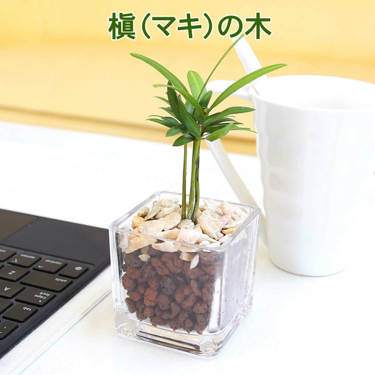 土を使わない観葉植物 キューブ形 マキの木