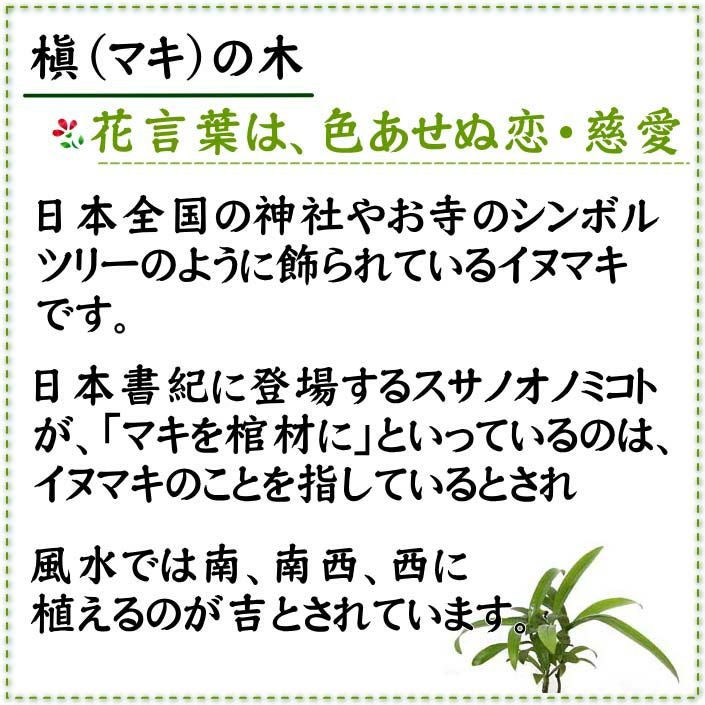 土を使わない観葉植物 キューブ形 マキの木