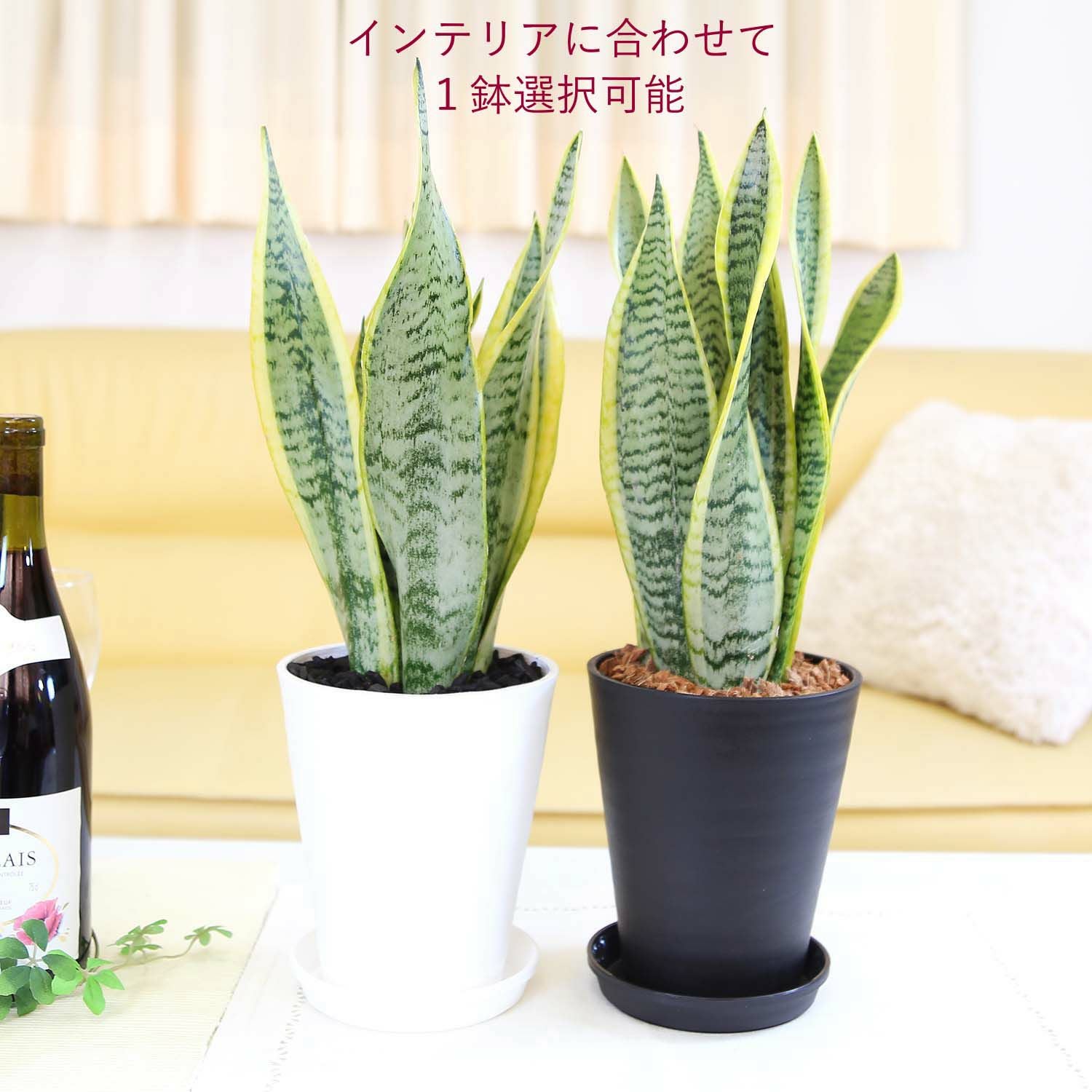 サンスベリア 5号 セラアート鉢 通販 販売｜観葉植物のブルーミング