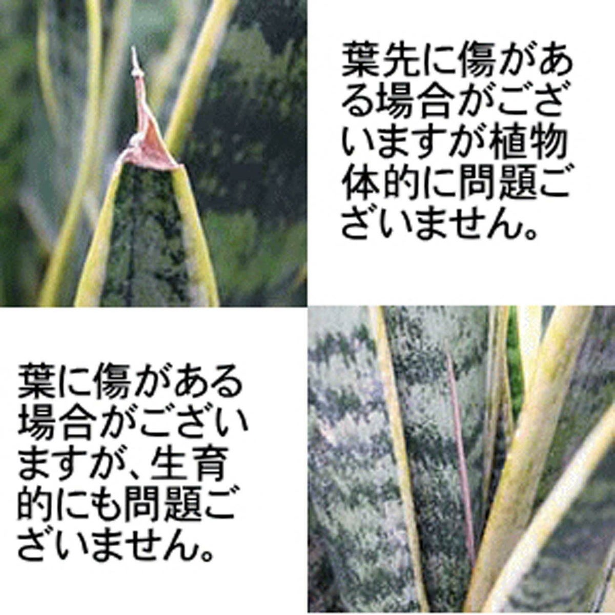 サンスベリア 5号