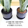 サンスベリア 5号 ブラックプラスチック鉢 丸形