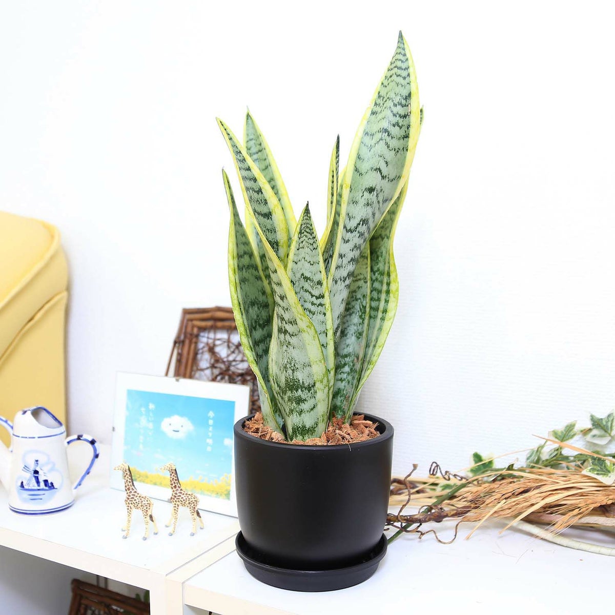 サンスベリア 5号 ブラックプラスチック鉢 丸形