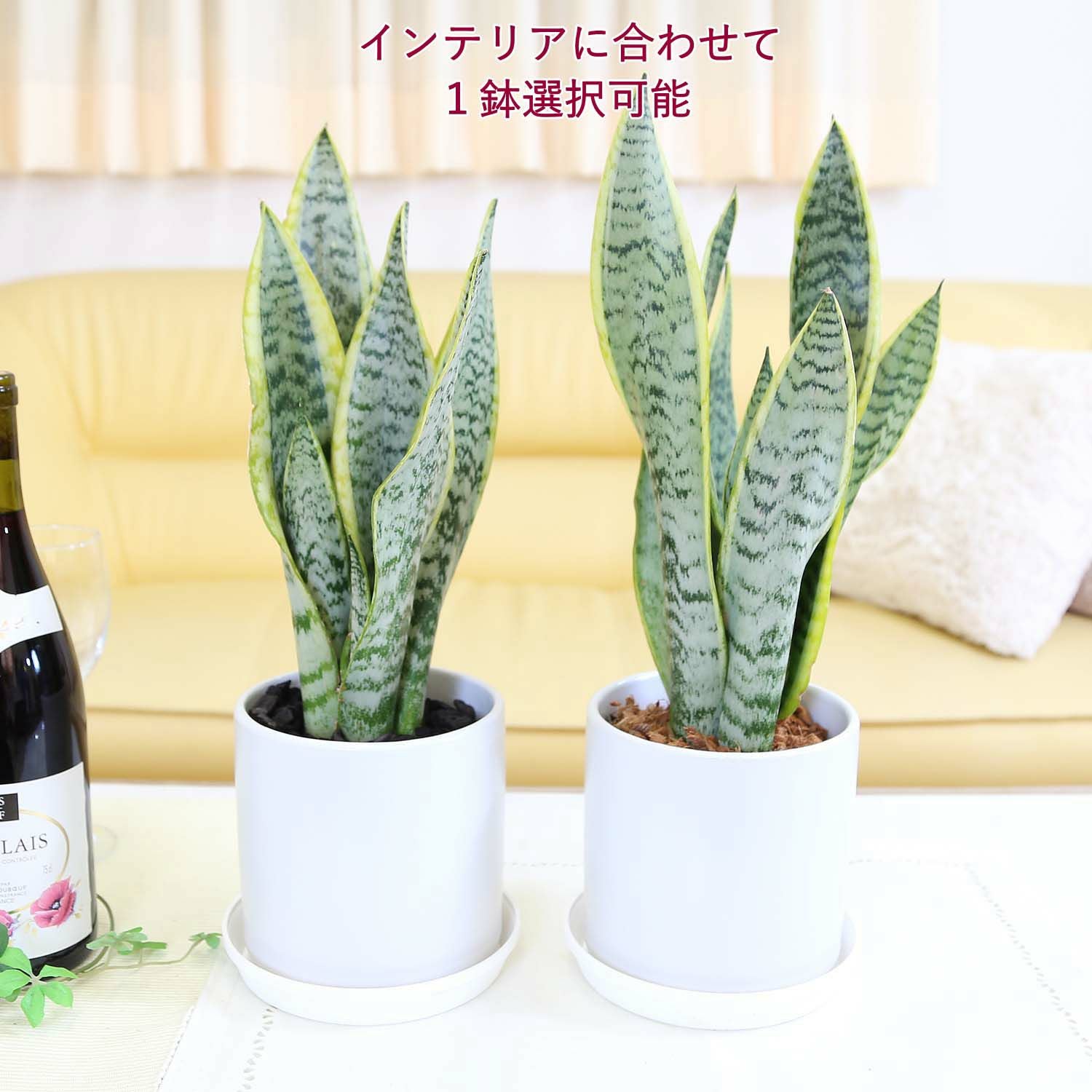 サンスベリア 5号 セラアート鉢 通販 販売｜観葉植物のブルーミング
