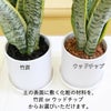 サンスベリア 5号 陶器鉢