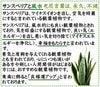 サンスベリア 5号 陶器鉢