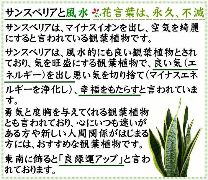 サンスベリア 5号 陶器鉢
