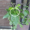 レモンの木