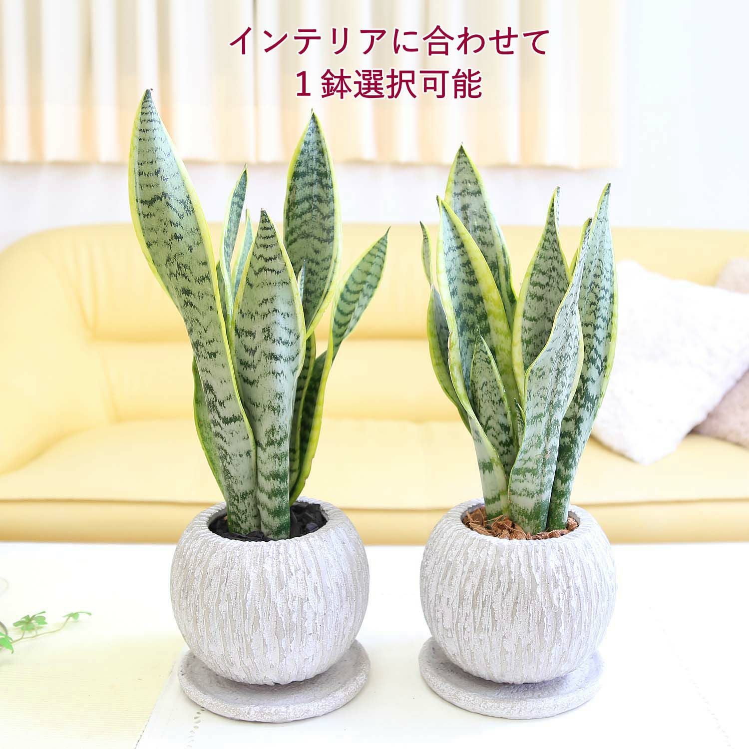 サンスベリア 5号 丸ボールセメント鉢 通販 販売｜観葉植物の