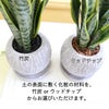 サンスベリア 5号 セメント鉢