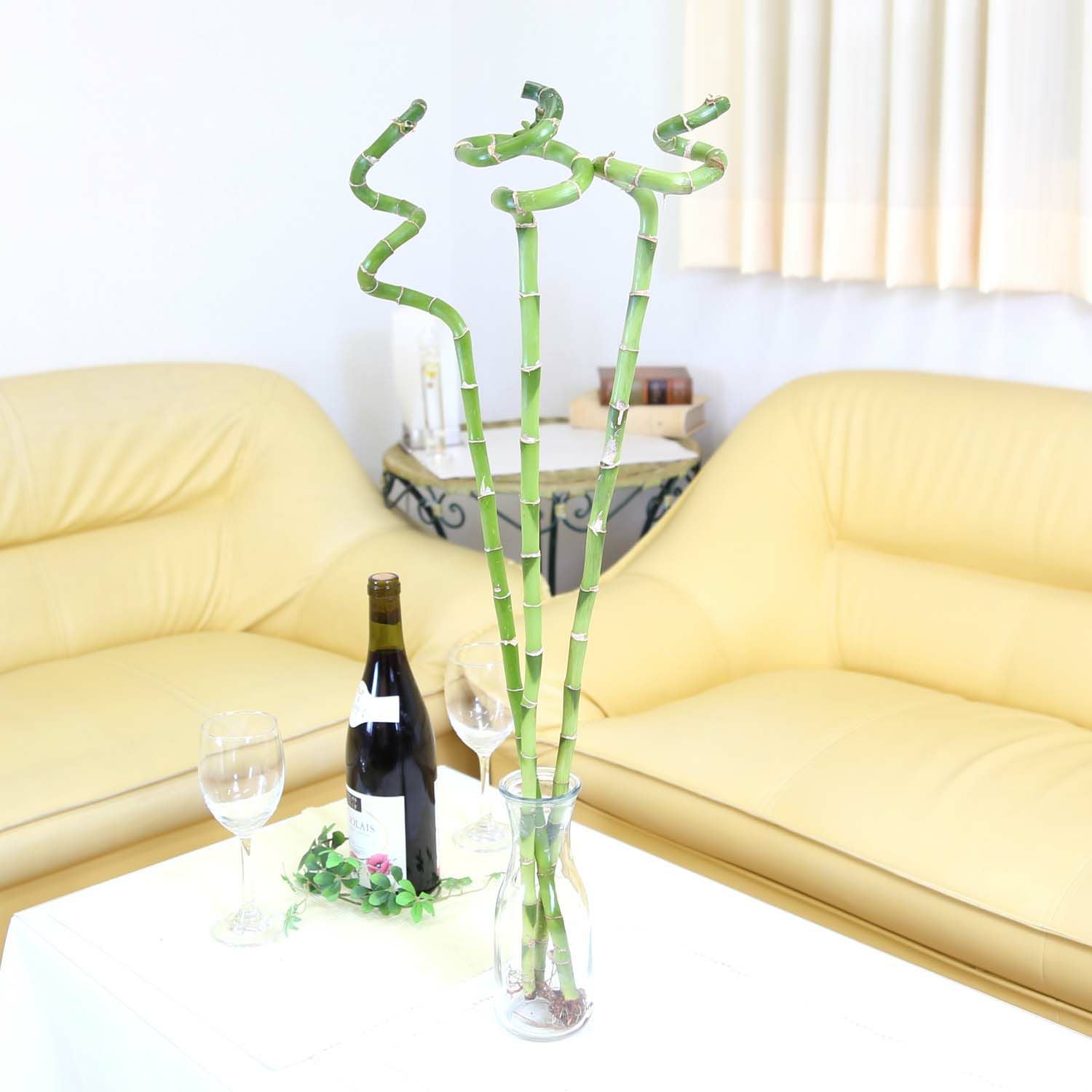 ミリオンバンブー 開運竹 スパイラル 70cm 3本 通販 販売｜観葉植物の