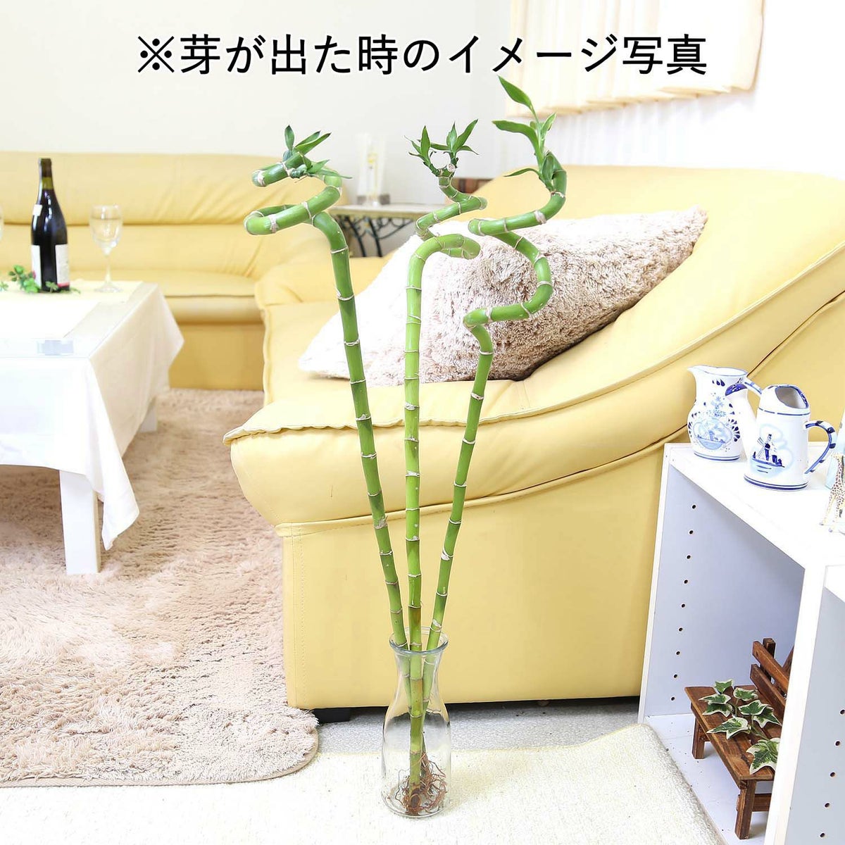 ミリオンバンブー（スパイラル 約70cm）3本セット