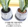 サンスベリア 5号 セメント鉢 