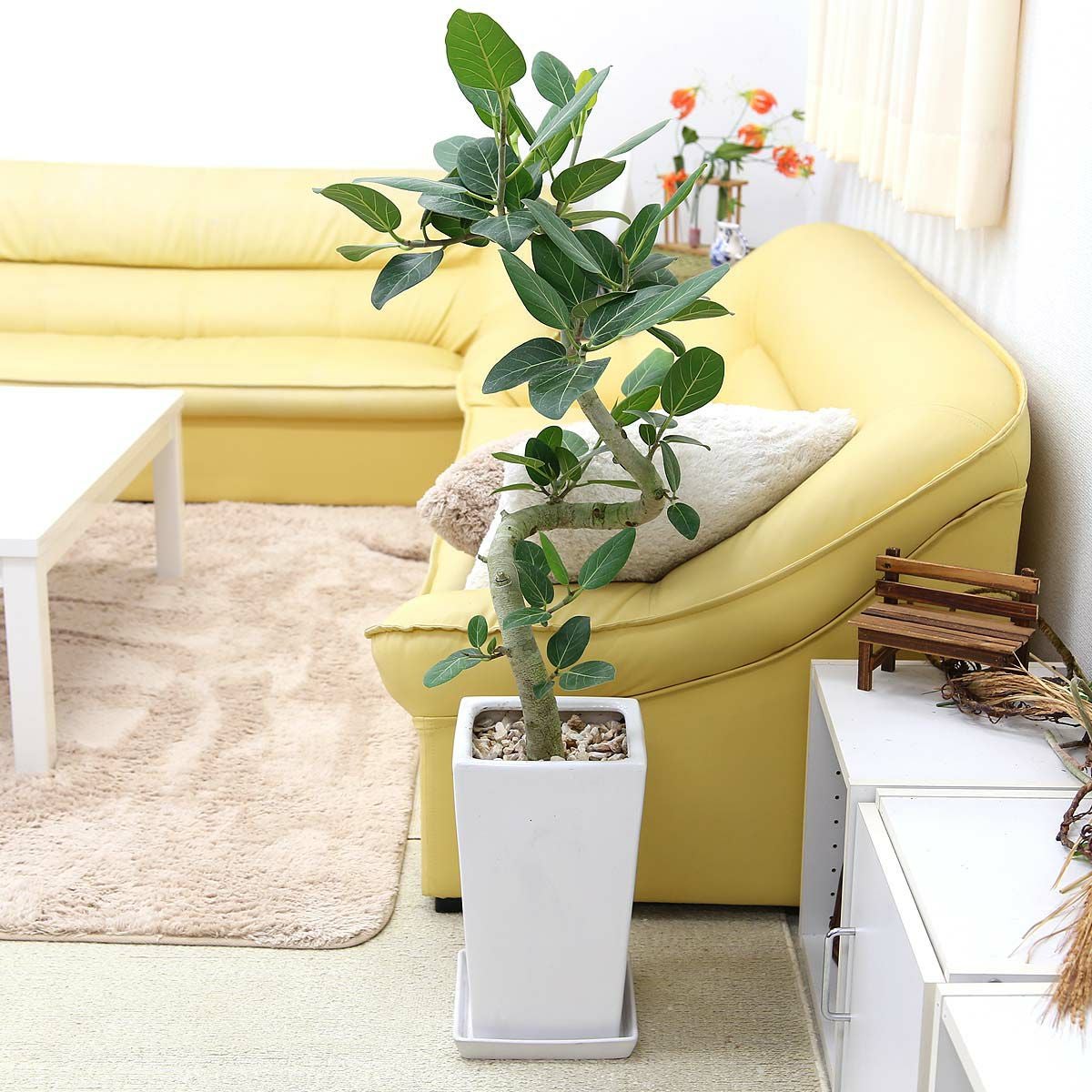 スパイラル仕立てのベンガレンシス 8号 陶器鉢 通販 販売｜観葉植物の
