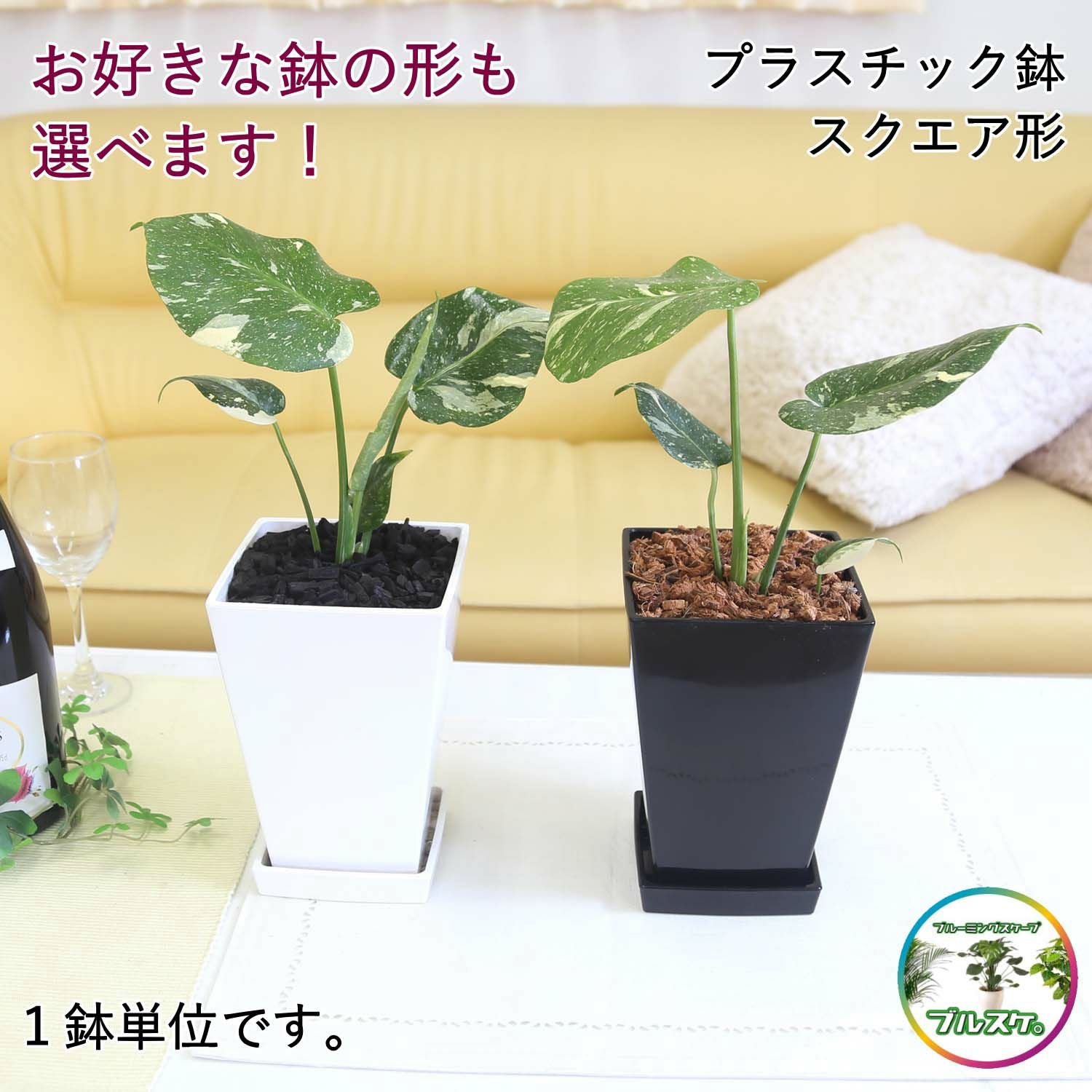斑入りモンステラ・タイコンステレーション 5号 プラスチック鉢 通販