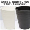モンステラ・タイコンステレーション 5号