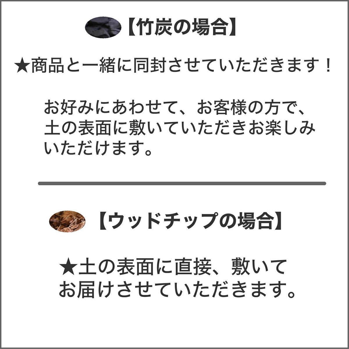 モンステラ・タイコンステレーション 5号