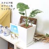 モンステラ・タイコンステレーション 5号