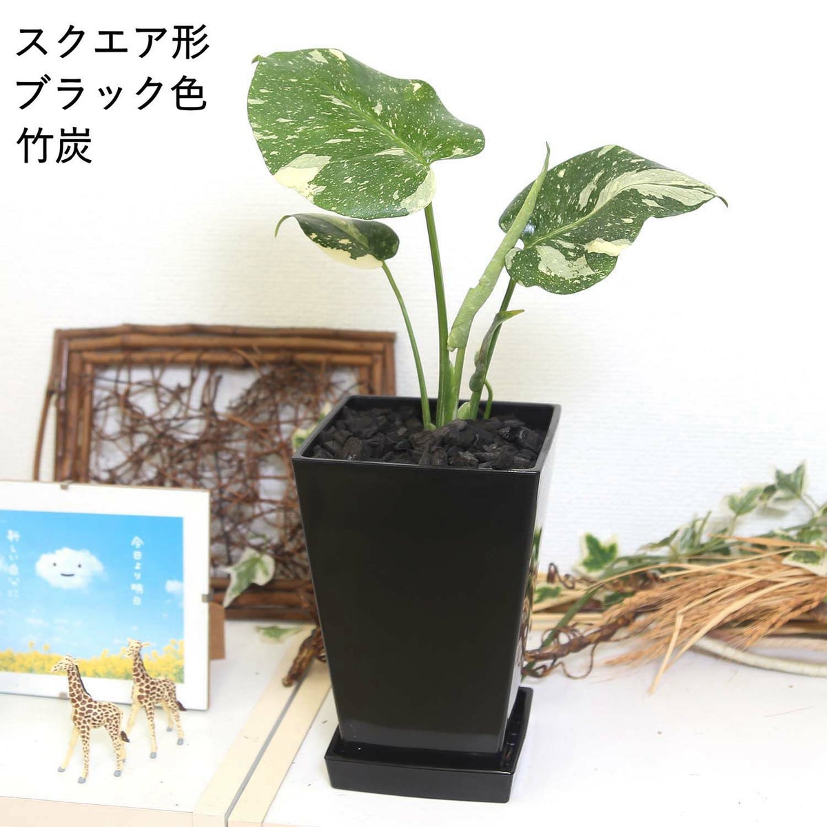 モンステラ・タイコンステレーション 5号
