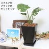 モンステラ・タイコンステレーション 5号