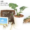 モンステラ・タイコンステレーション 5号