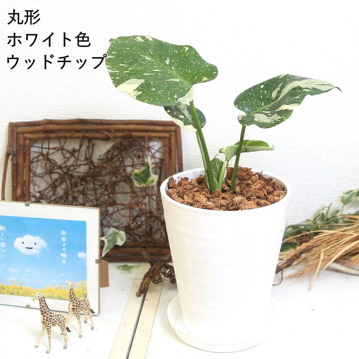 モンステラ・タイコンステレーション 5号