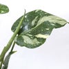 モンステラ・タイコンステレーション 5号