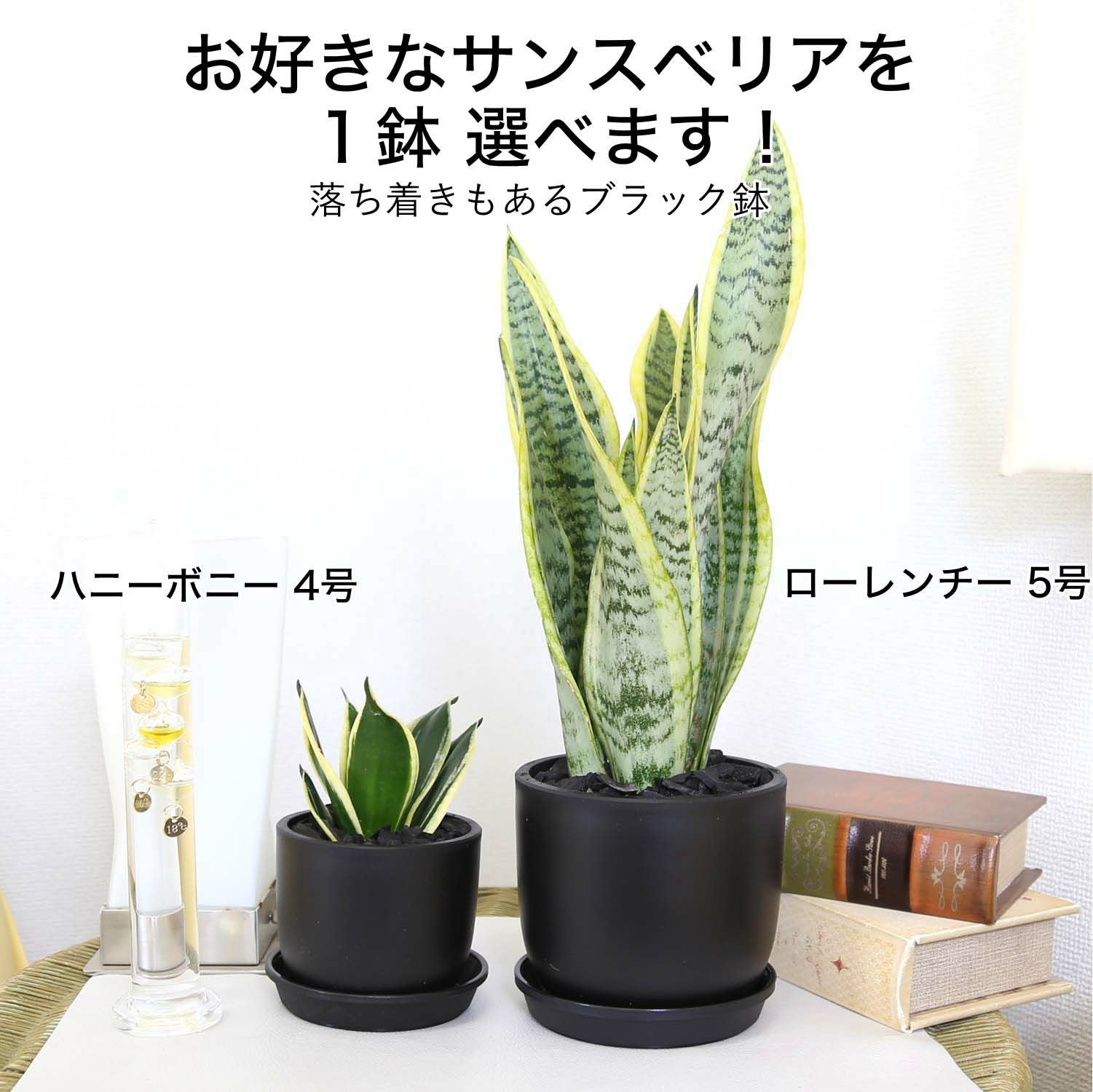 サンスベリア 丸ブラック鉢 通販 販売｜観葉植物のブルーミングスケープ