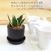 空気を浄化するといわれているサンスベリア・ブラックプラスチック鉢 