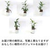 おもしろい樹形のガジュマル 4号 プチ栽培セット 