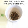 おもしろい樹形のガジュマル 4号 プチ栽培セット 