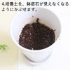 おもしろい樹形のガジュマル 4号 プチ栽培セット 