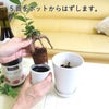 おもしろい樹形のガジュマル 4号 プチ栽培セット 