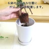 おもしろい樹形のガジュマル 4号 プチ栽培セット 