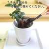 おもしろい樹形のガジュマル 4号 プチ栽培セット 