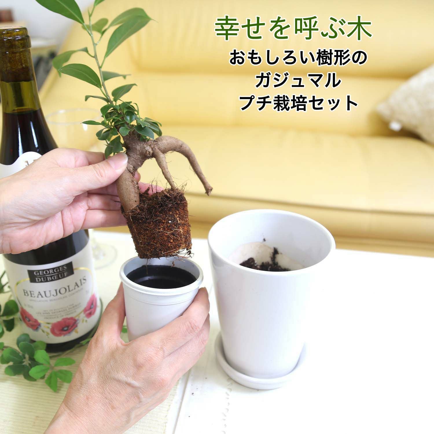 ガジュマル（苗）栽培セット WR 通販 販売｜観葉植物のブルーミング