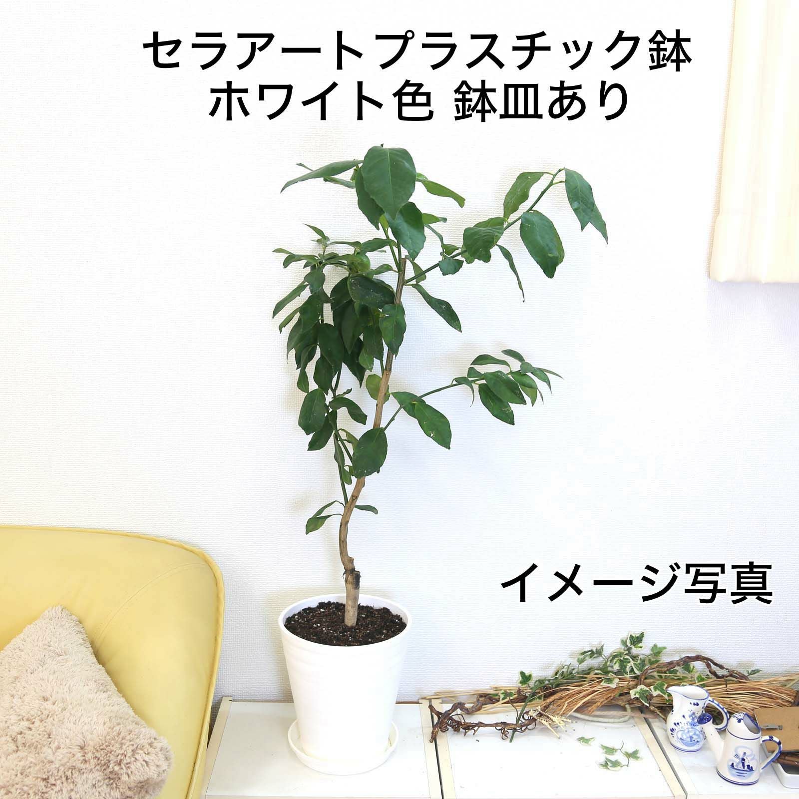 木鉢 レモンの木 7号 セラアート鉢 通販 販売｜観葉植物のブルーミングスケープ